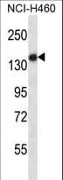 TLR8 Antibody (aa434-463)