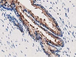 ANXA3 / Annexin A3 Antibody (clone OTI1F11)