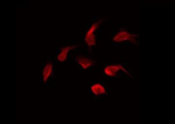 NEK5 Antibody