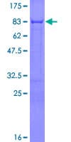 Human ERRFI1 / RALT Protein (Recombinant GST)