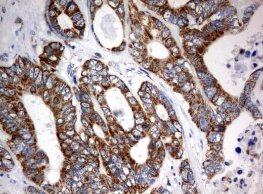 Monoclonal Mouse anti-Human MRPS34 Antibody (clone UMAB125, Carrier-free, IHC, IF, WB)