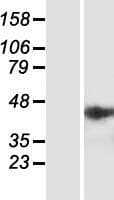 NSMCE4A / NSE4A Protein (Over-Expression Lysate Myc-DDK (Flag))