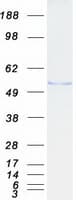 Human FBLIM1 / Migfilin Protein (Recombinant Myc-DDK (Flag))