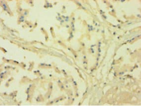 CYPOR / POR Antibody