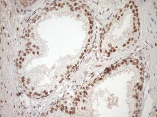 NUDT21 Antibody (aa2-227, clone OTI2C8)