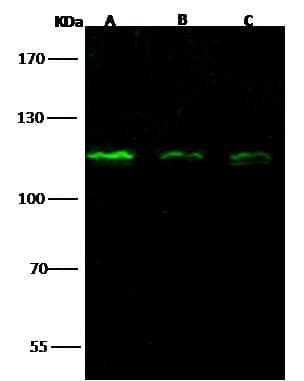 NUP107 Antibody (Preservative Free)