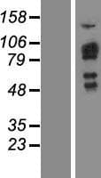 SH2D3C / NSP3 Protein (Over-Expression Lysate Myc-DDK (Flag))