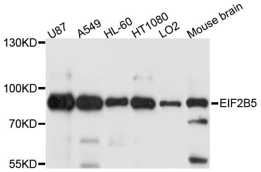 EIF2B5 Antibody