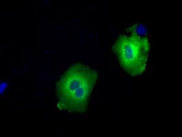 SNX9 / WISP Antibody (clone OTI2E1)
