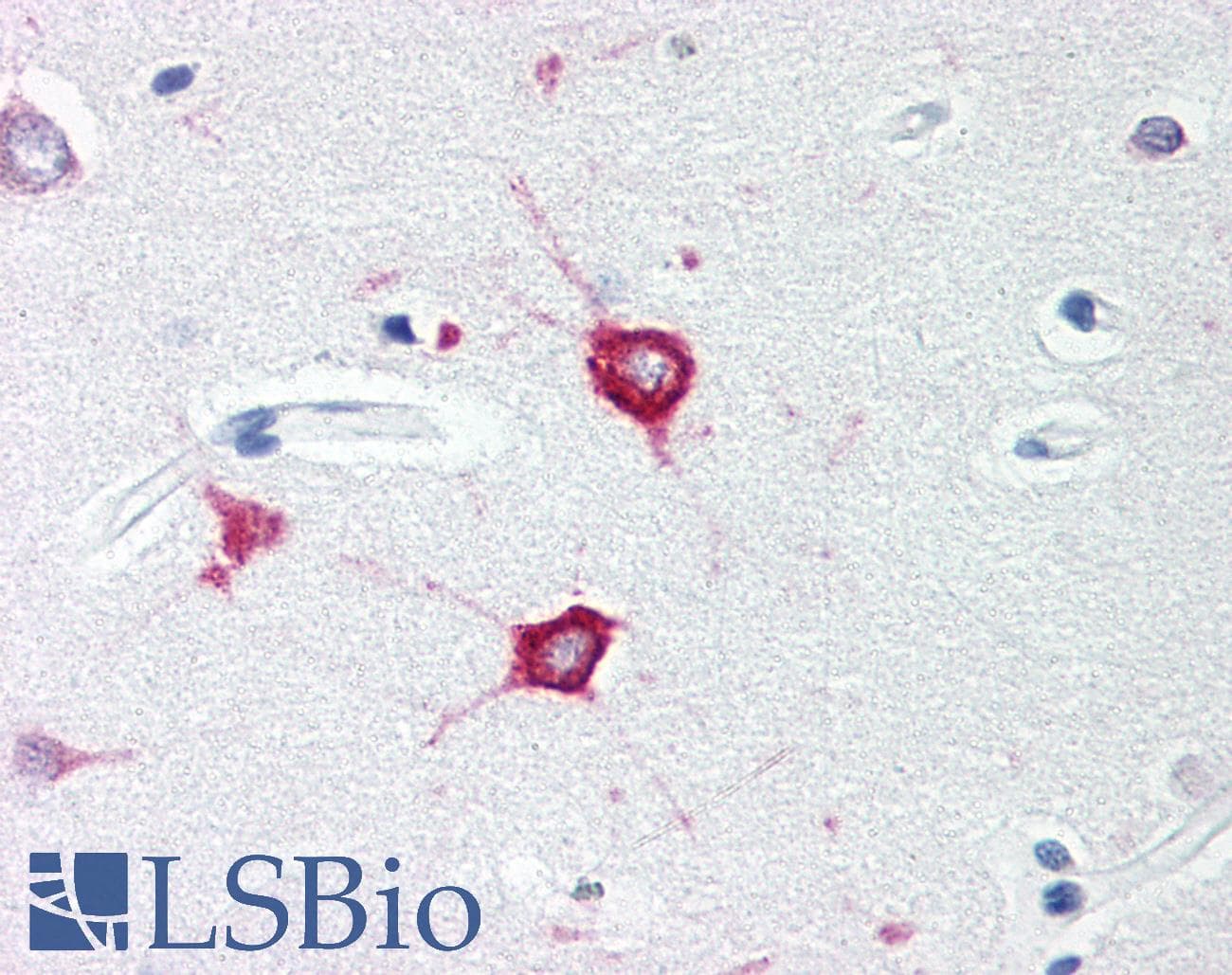 IHC-plus™ TOLLIP Antibody