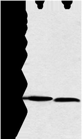 NDUFB3 Antibody