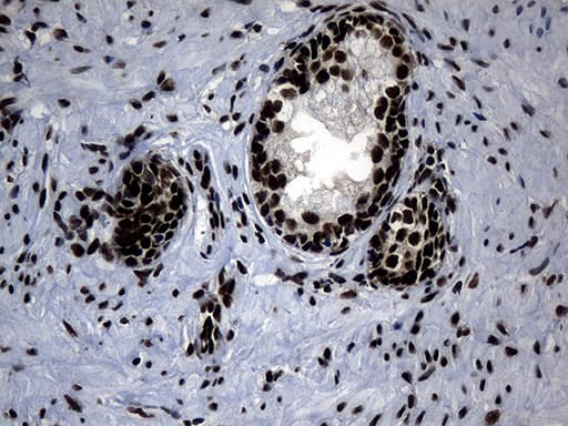 POLR2A / RNA polymerase II Antibody (aa1351-1614, clone OTI2B7)