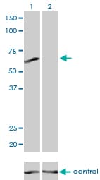 PPP3CB Antibody (clone 5D3)