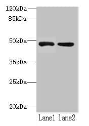 ZHX1 Antibody