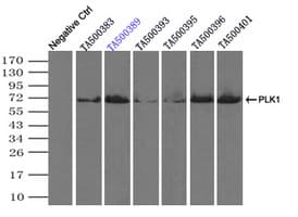 PLK1 / PLK-1 Antibody (clone OTI1D4)
