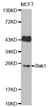 Polyclonal Rabbit anti-Human BAK1 / BAK Antibody (IHC, IF, WB)