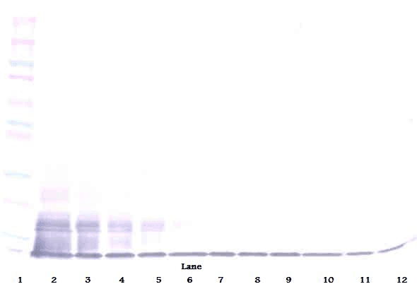 CX3CL1 / Fractalkine Antibody