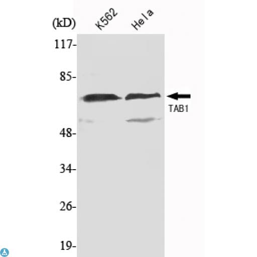 TAB1 Antibody