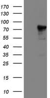 NLN / Neurolysin Antibody (clone OTI3H4, Carrier-free)