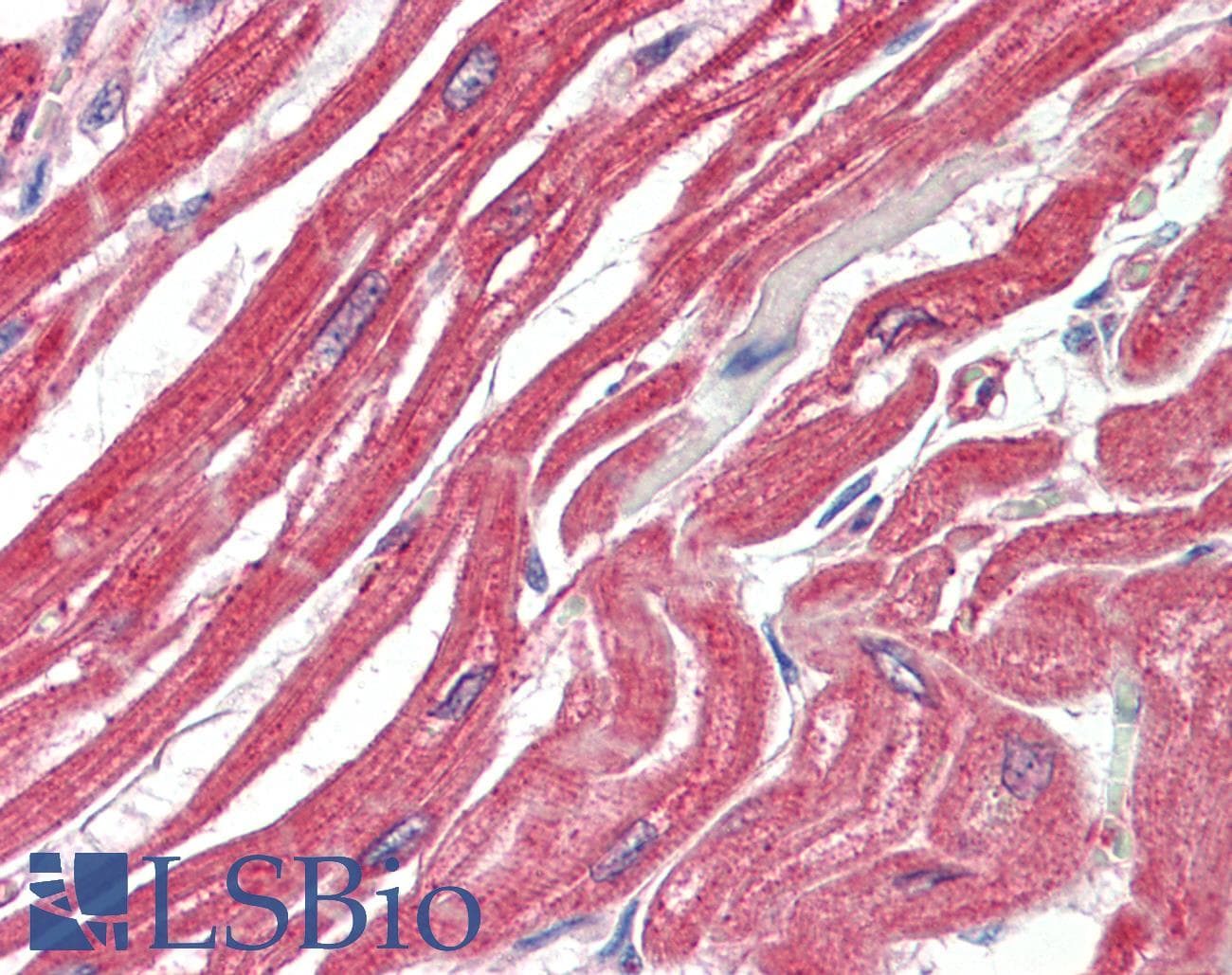 IHC-plus™ MAPKAPK2 / MAPKAP Kinase 2 Antibody (aa339-351)