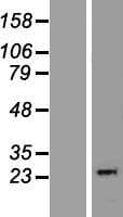 THYN1 / HSPC144 Protein (Over-Expression Lysate Myc-DDK (Flag))