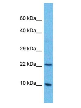 C4orf3 Antibody (aa131-180)