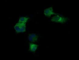 KLK8 / Kallikrein 8 Antibody (clone OTI2A5, Carrier-free)