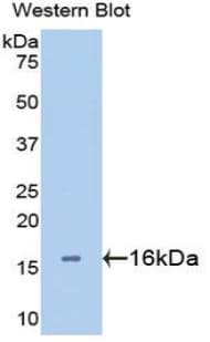 LGALS2 / Galectin 2 Antibody (aa1-132)