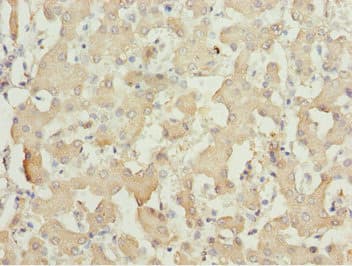 MOCS3 Antibody