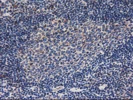 RNH1 Antibody (clone OTI1B7)