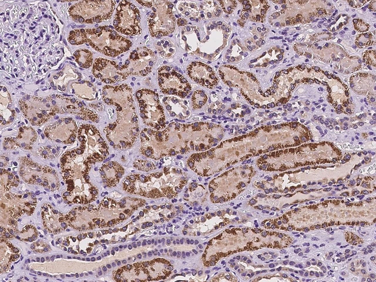 ATPAF2 Antibody