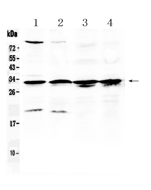 Polyclonal Rabbit anti-Human RPS6 / Ribosomal Protein S6 Antibody (IHC, WB)