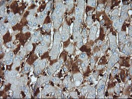 PARVA Antibody (clone OTI3H9, Carrier-free)
