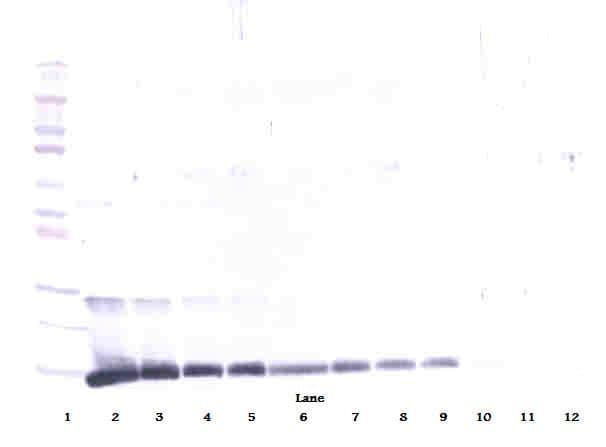 IL4 Antibody