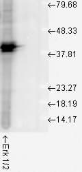IHC-plus™ ERK1 + ERK2 Antibody