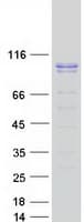 Human GMEB1 Protein (Recombinant Myc-DDK (Flag))