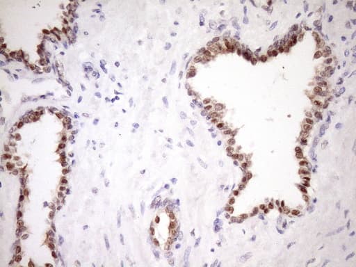 ZC3H8 Antibody (clone OTI9F11, Carrier-free)
