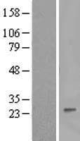 IFNA8 / Interferon Alpha 8 Protein (Over-Expression Lysate Myc-DDK (Flag))