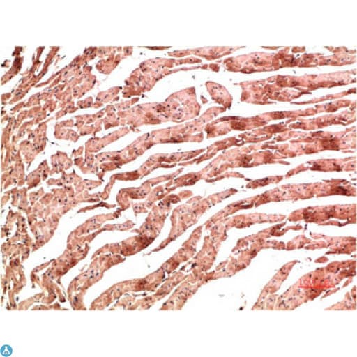 CD144 / CDH5 / VE Cadherin Antibody