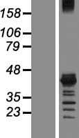 Human MSI1 / Musashi 1 Protein (Over-Expression Lysate Myc-DDK (Flag))