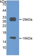 SIRT3 / Sirtuin 3 Antibody (aa5-257, PE)