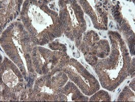 TRAPPC4 / Synbindin Antibody (clone OTI2E1)