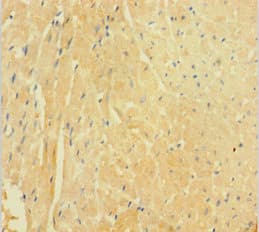 APPL1 / APPL Antibody