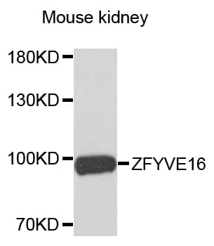ZFYVE16 Antibody