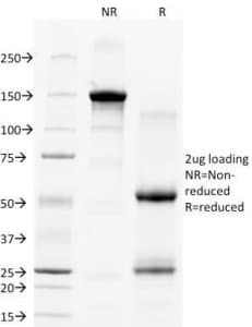 CD28 Antibody (clone C28/77)