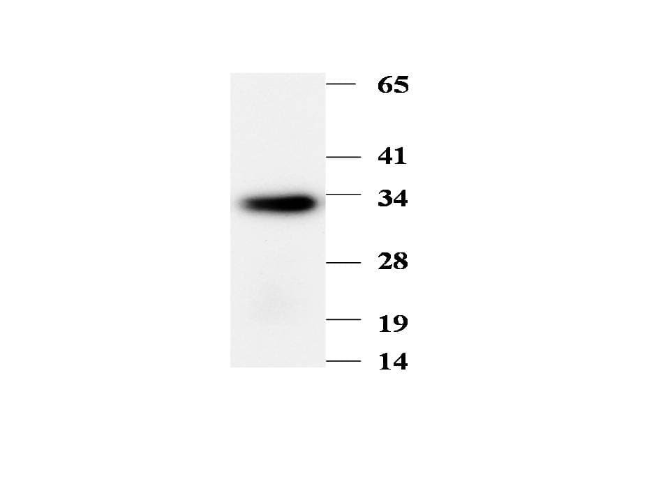 Monoclonal Mouse anti-Human MAWDBP / PBLD Antibody (WB)