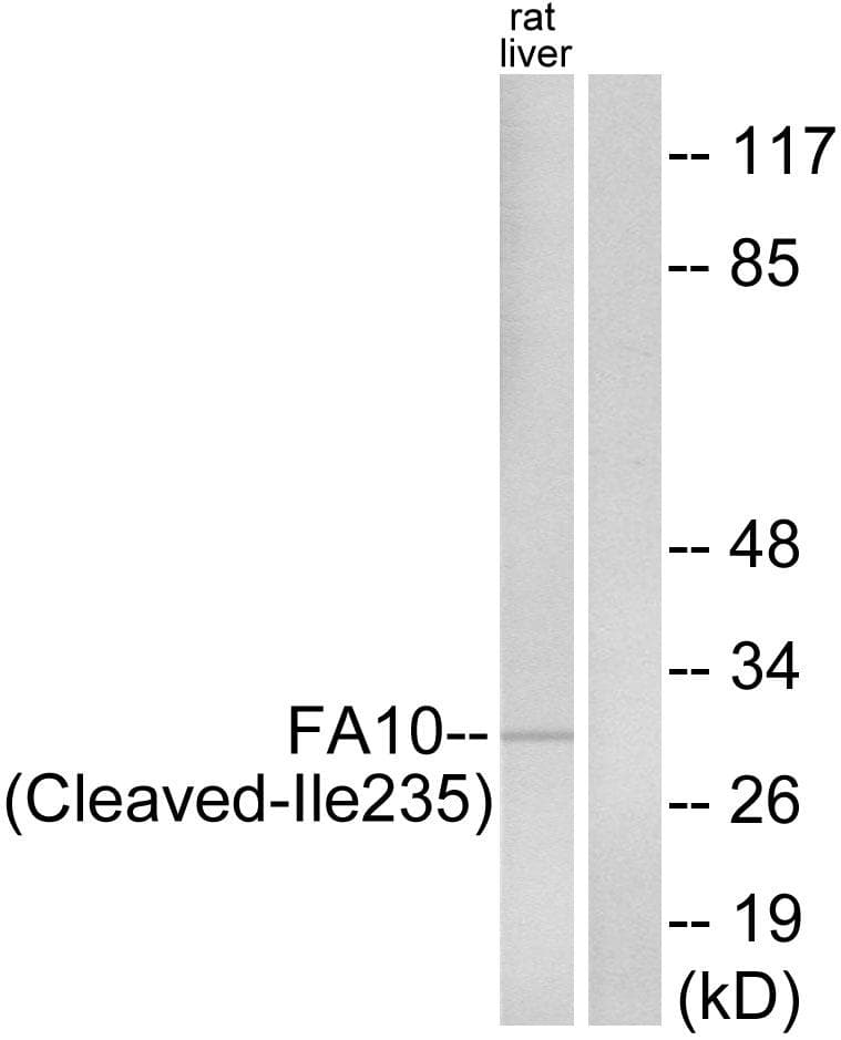 Polyclonal Rabbit anti-Human F10 / Factor X Antibody (activated heavy chain, Cleaved-Ile235, WB)