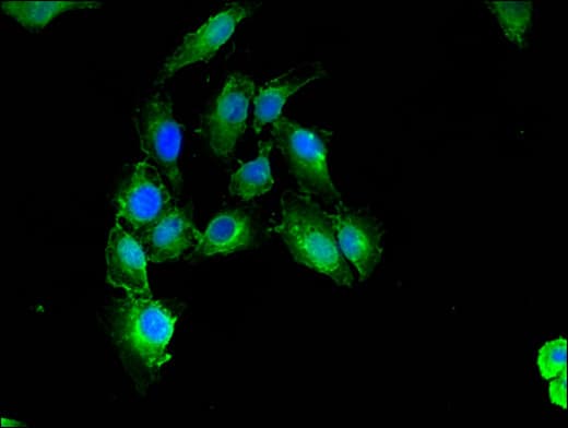 CNN3 Antibody