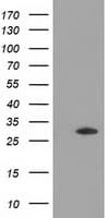 DNAJB2 Antibody (clone OTI5E5)