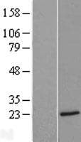 MBP / Myelin Basic Protein (Over-Expression Lysate Myc-DDK (Flag))